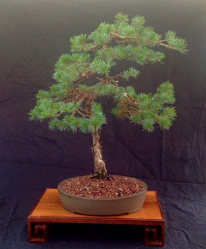 5 Needle Pine