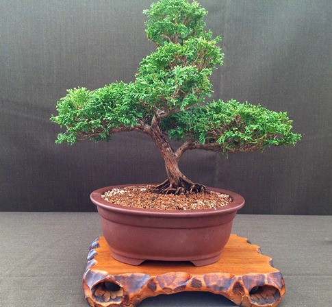 Tsukamo Cypress