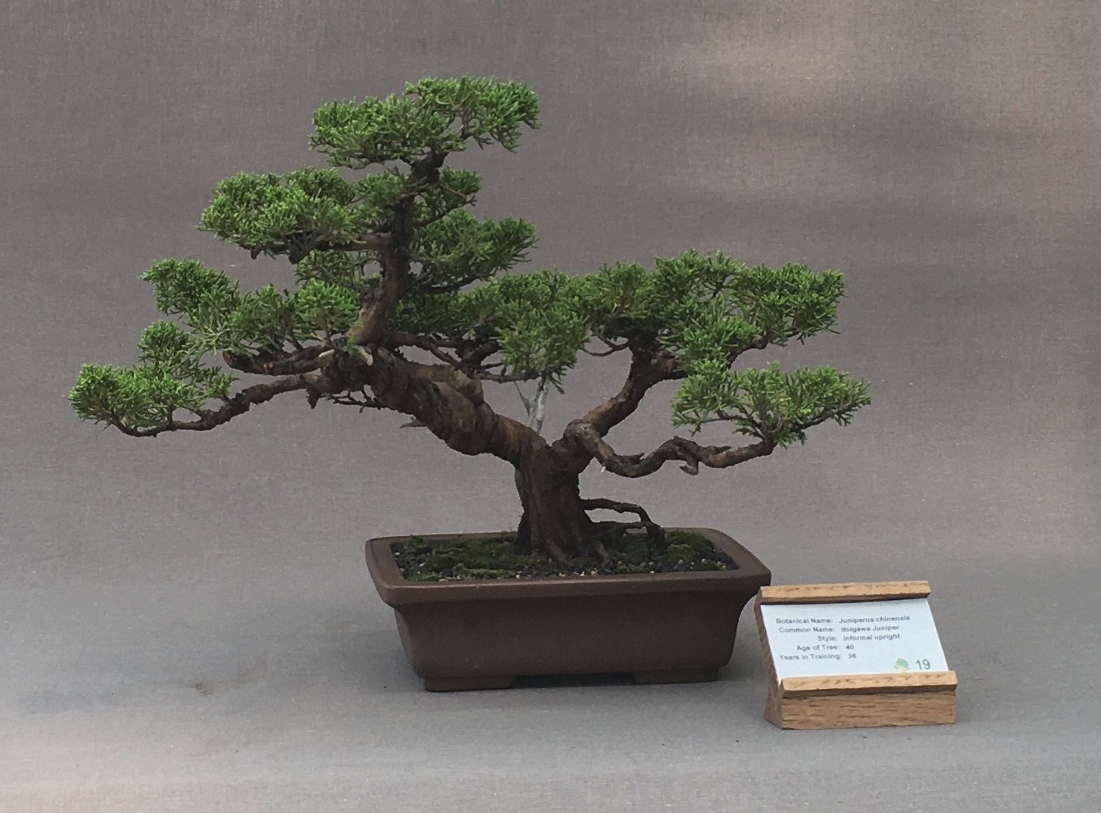 LABS Juniper Bonsai