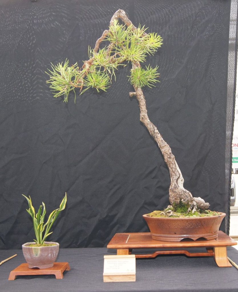 Virginia Pine