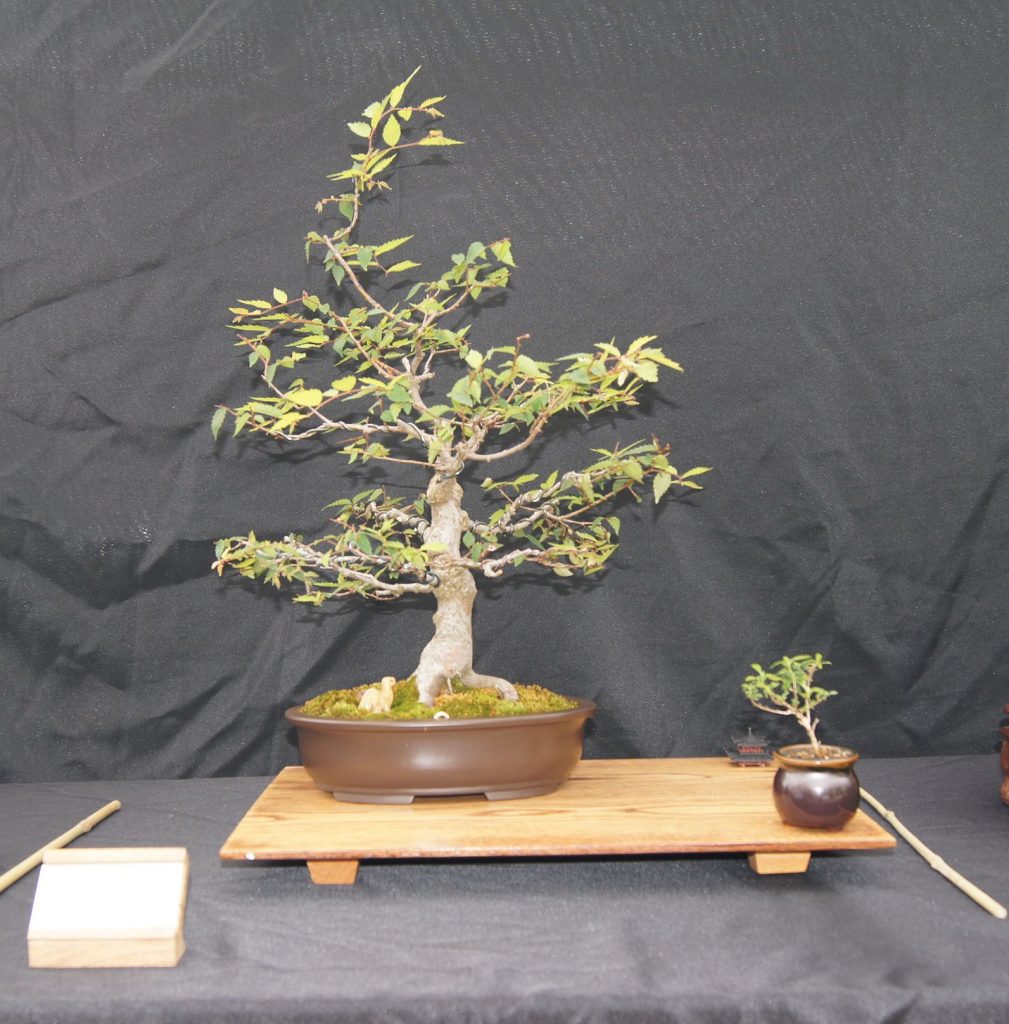 American Hornbeam
