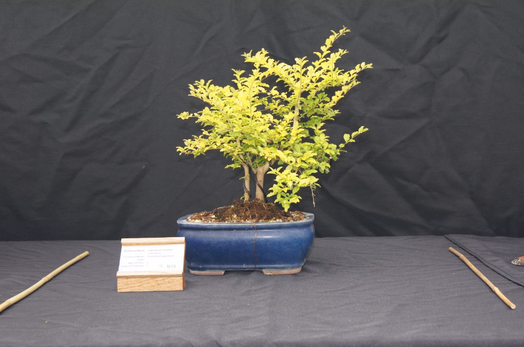 Sunshine Ligustrum
