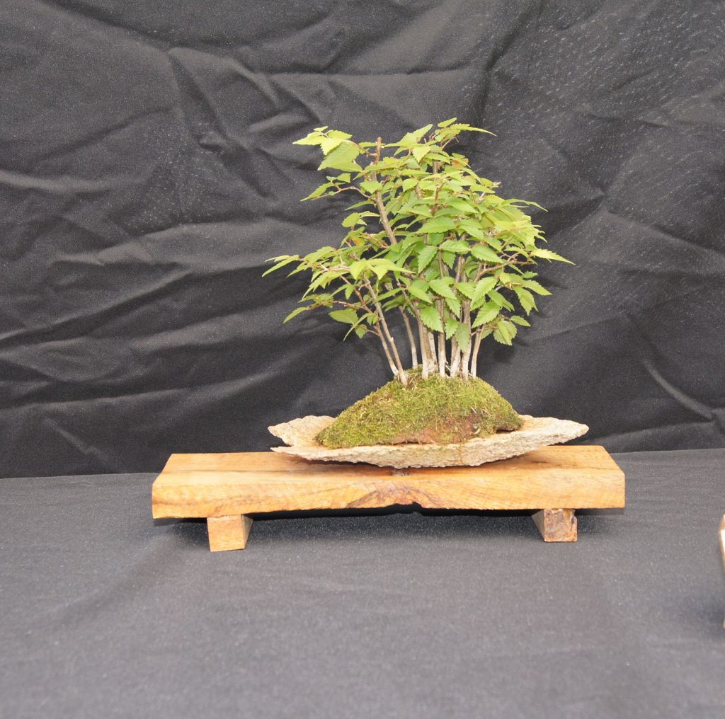 Japanese Zelkova
