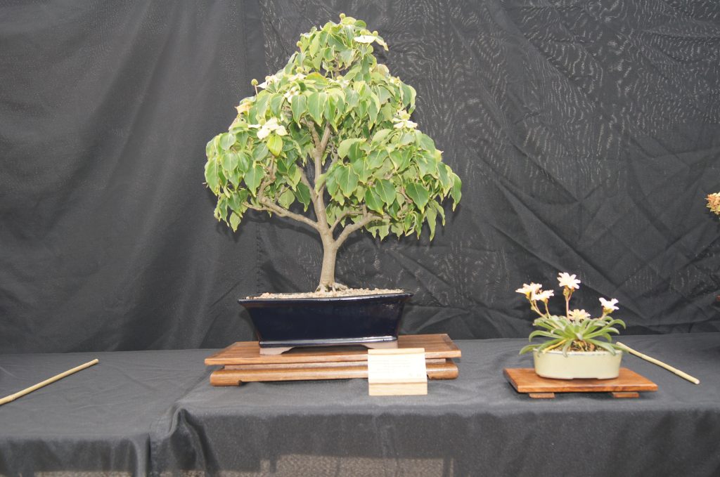 Kousa Dogwood