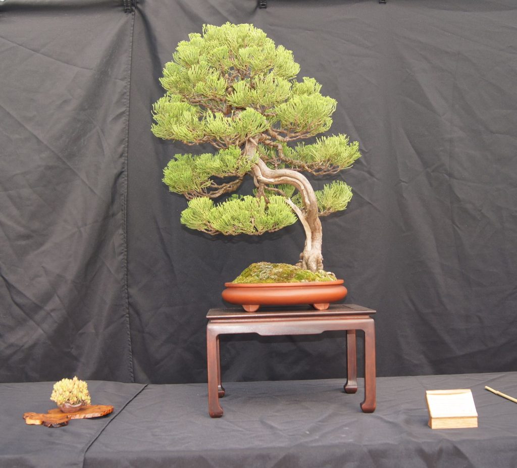Hollywood Juniper