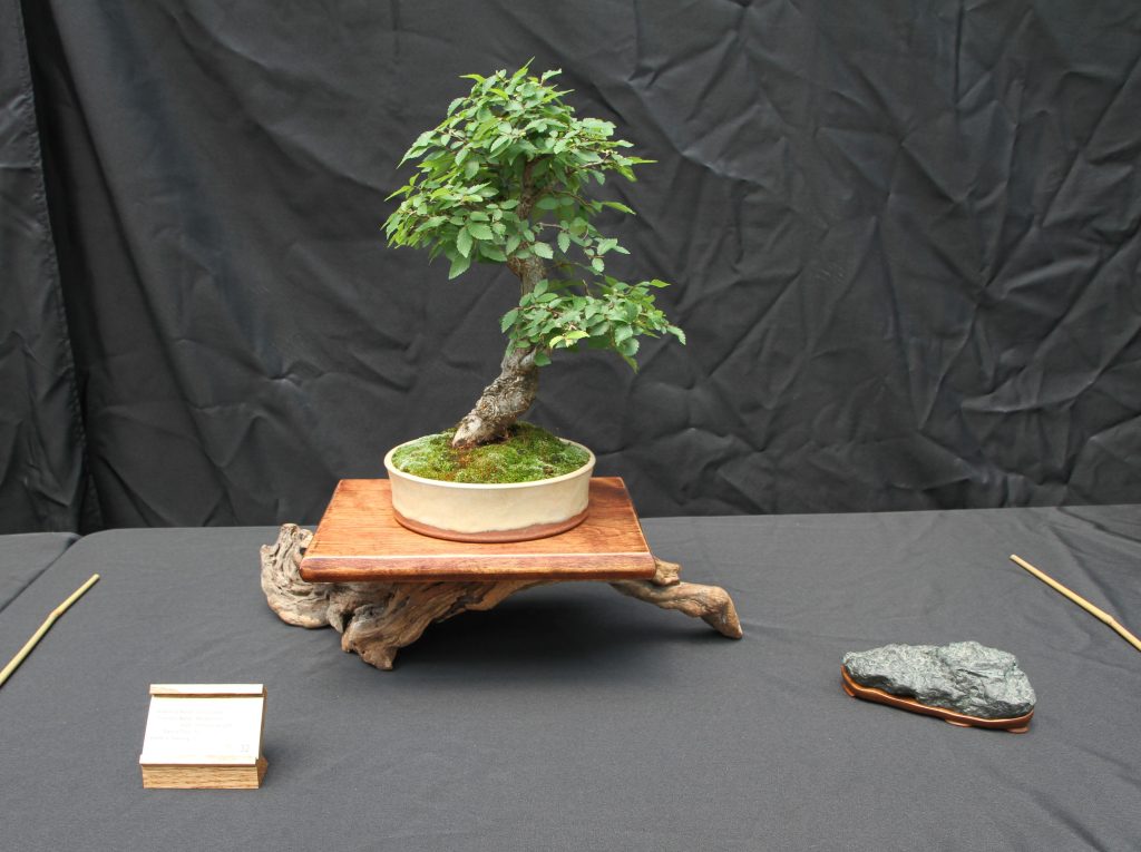 Winged Elm
