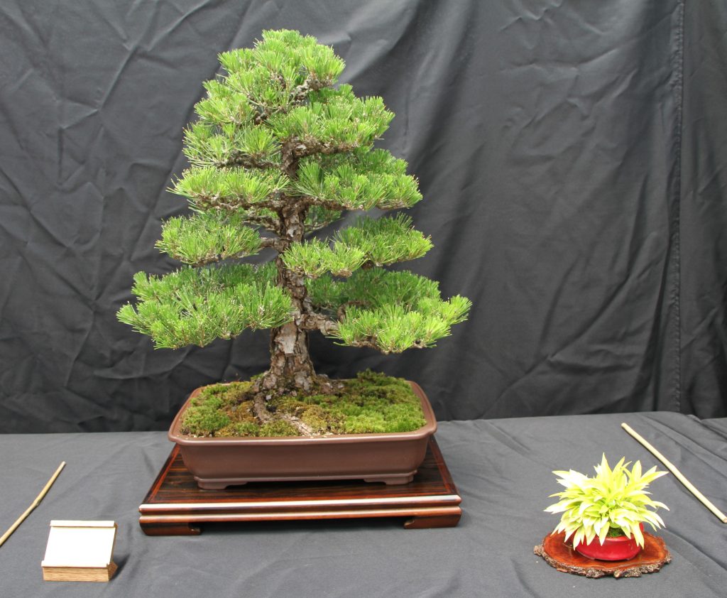 Japanese Black Pine