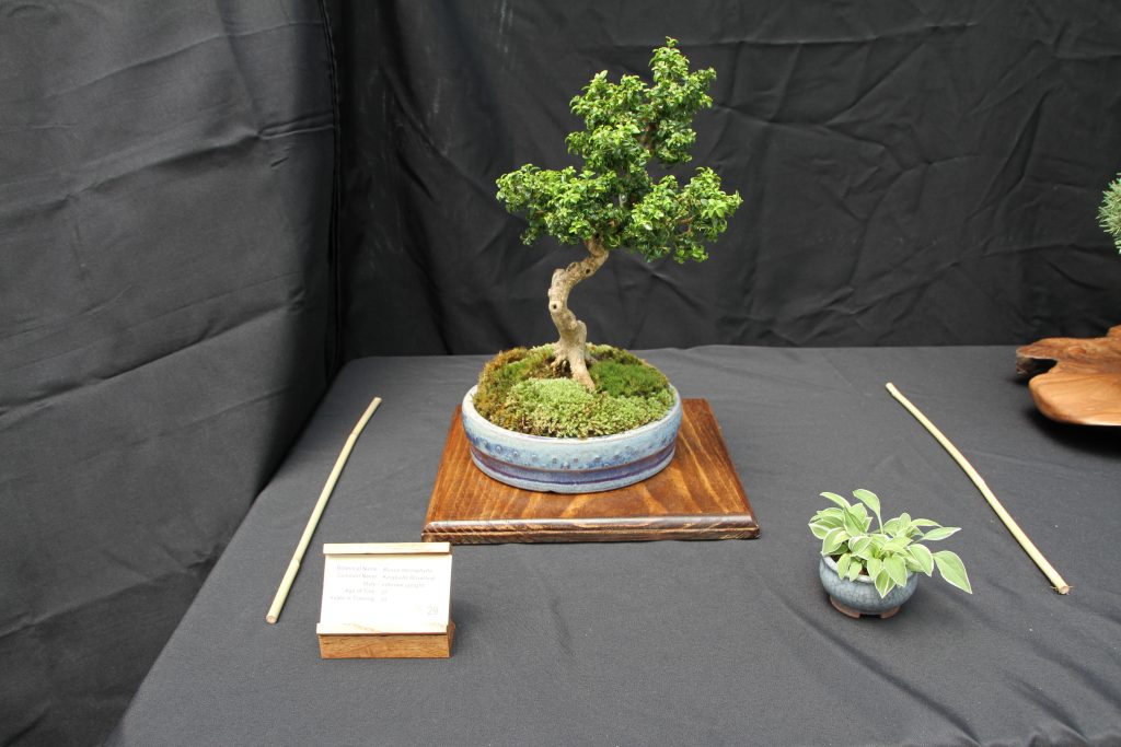 Kingsville Boxwood