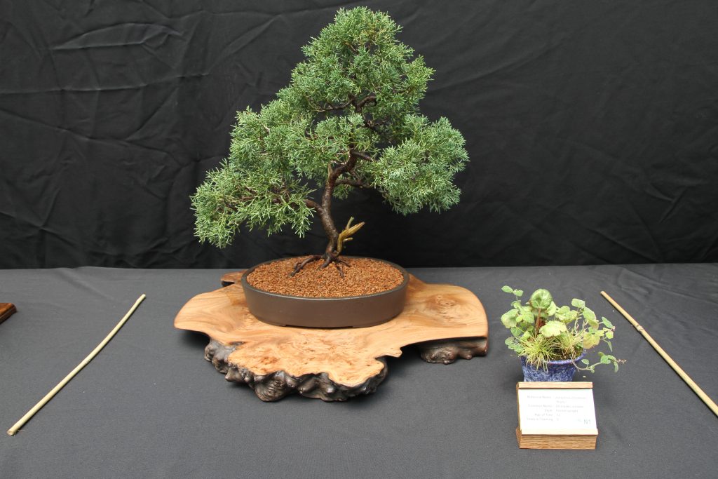 Shimpaku Juniper