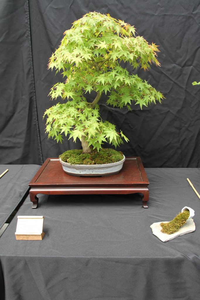 Japanese Maple
