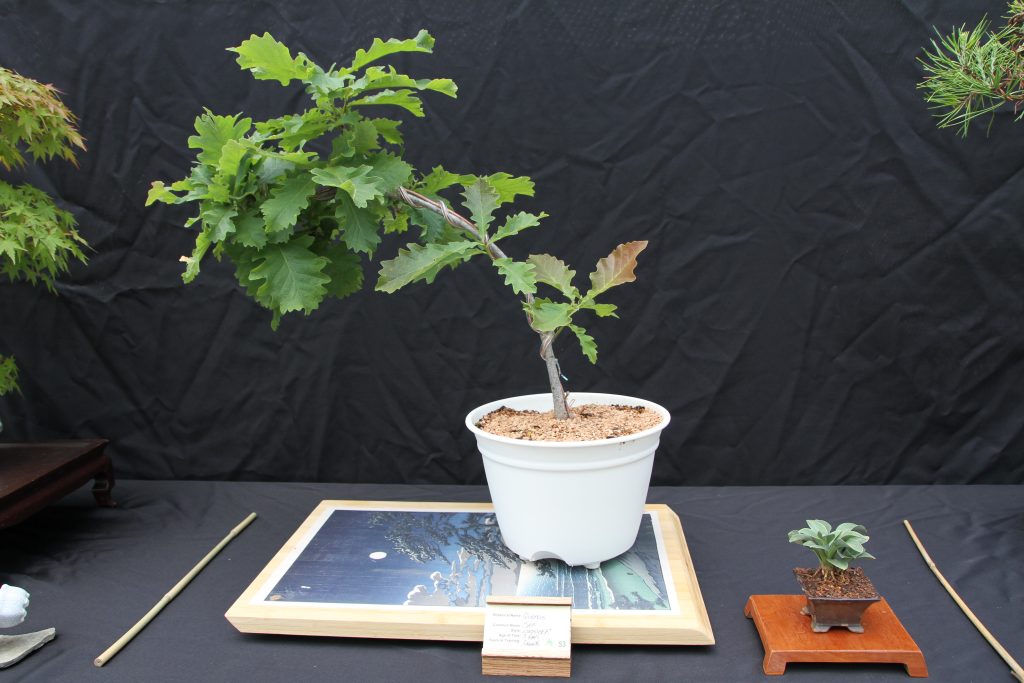 Oak
