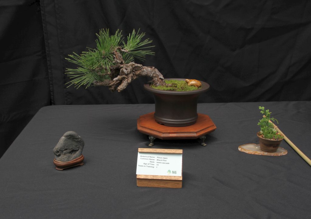 Black Pine