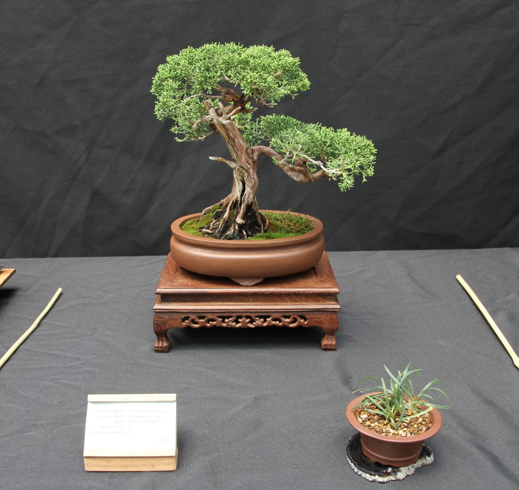 Shimpaku Juniper