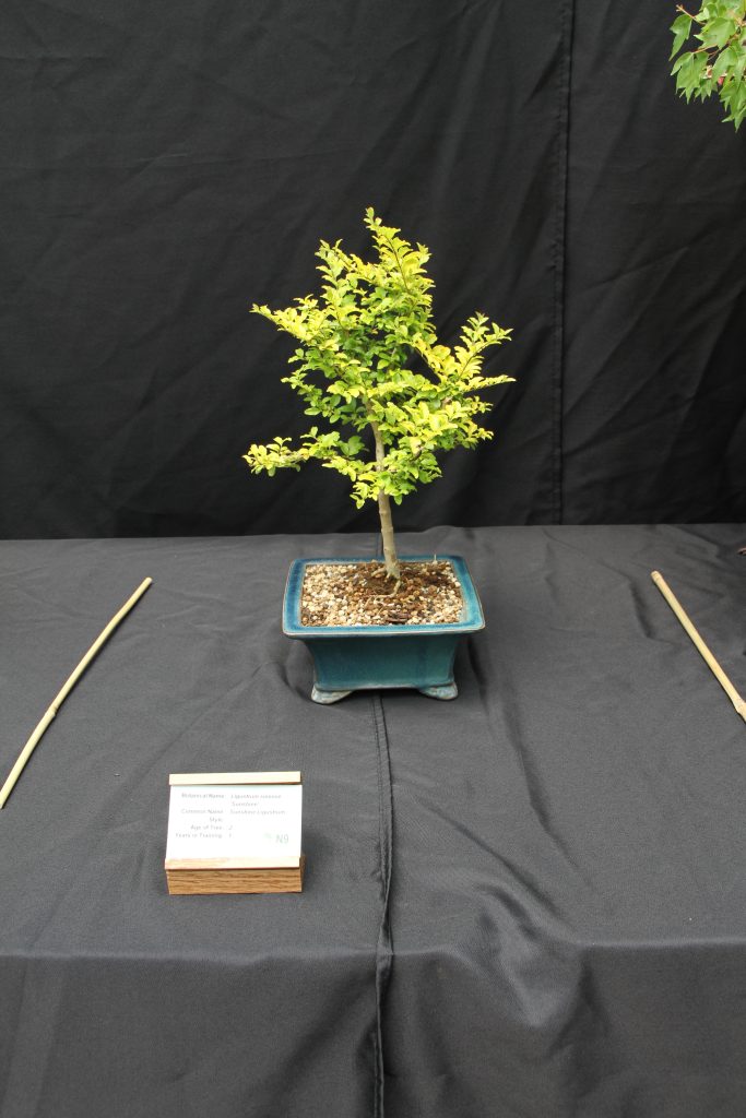 Sunshine Ligustrum