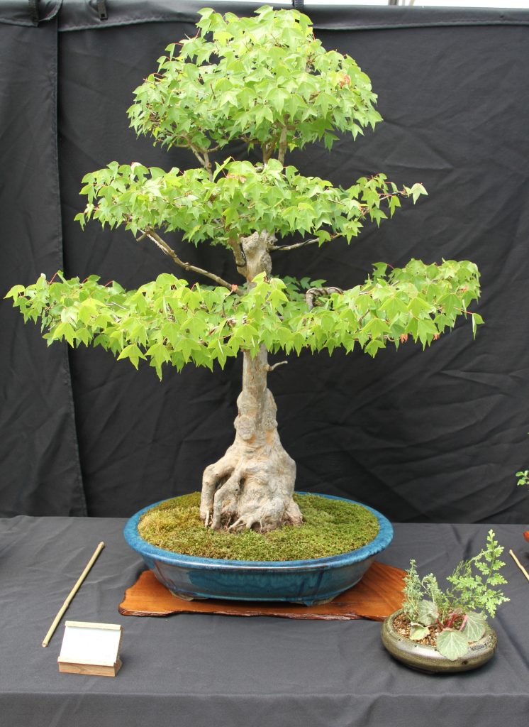 Trident Maple