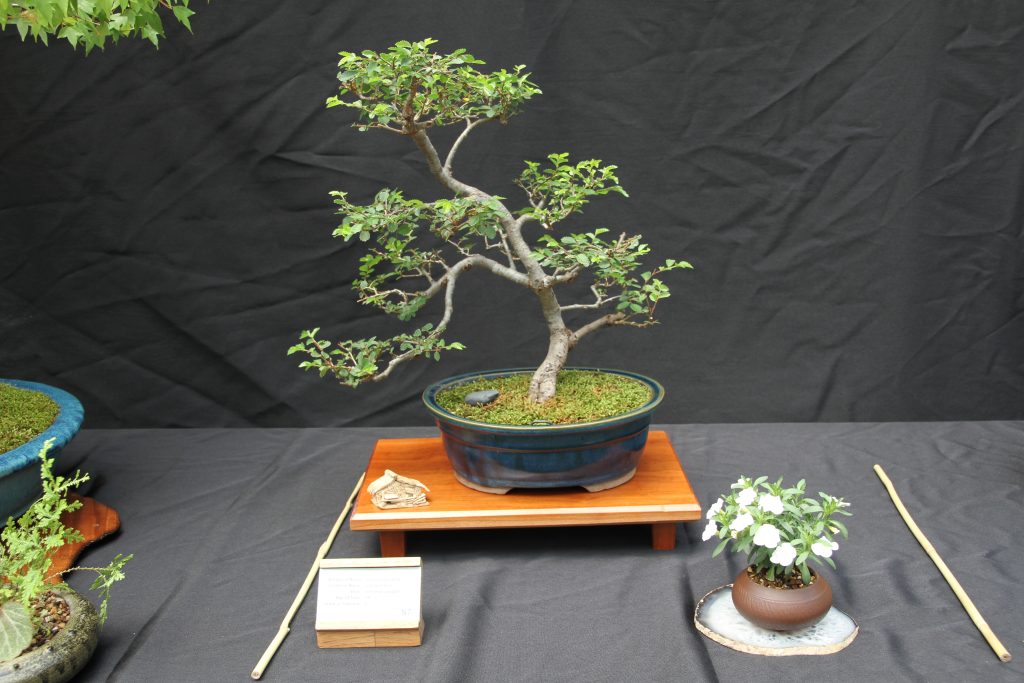 Chinese Elm