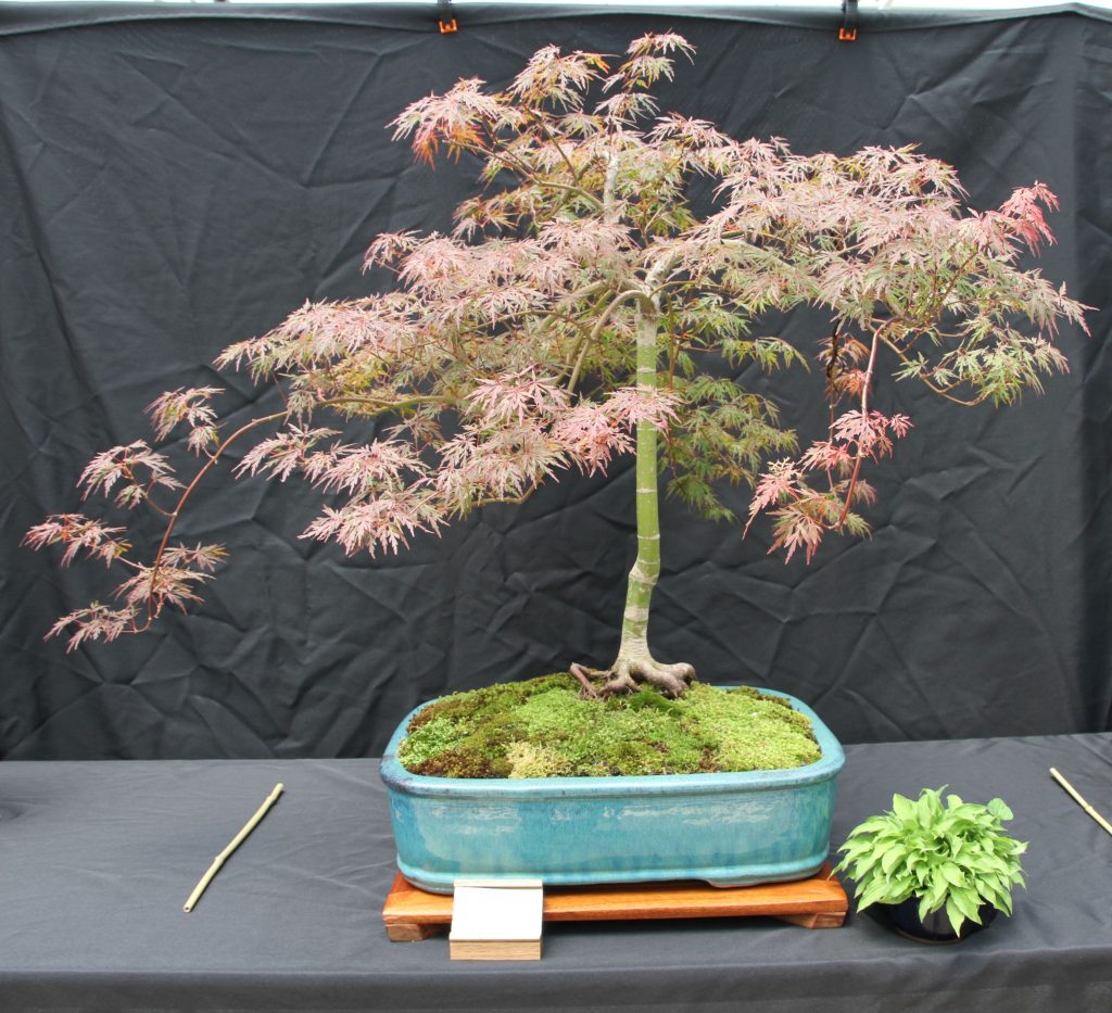 Japanese Maple