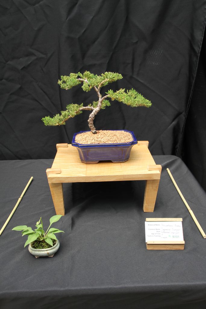 Japanese Juniper