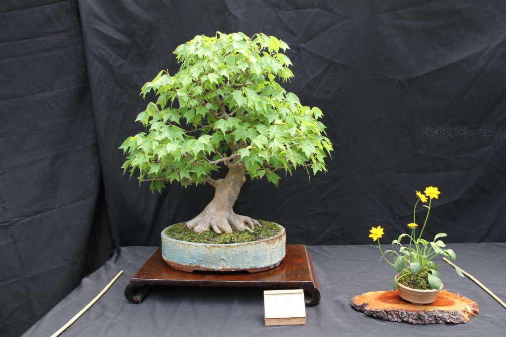 Trident Maple