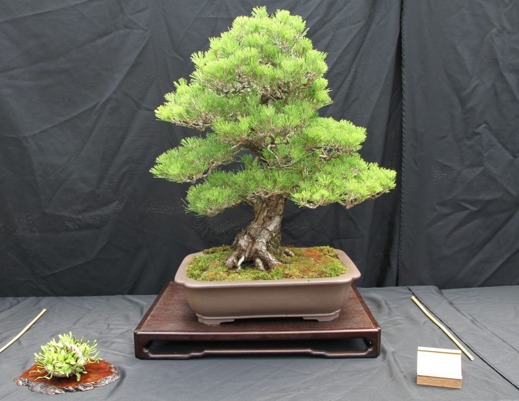 Japanese Black Pine