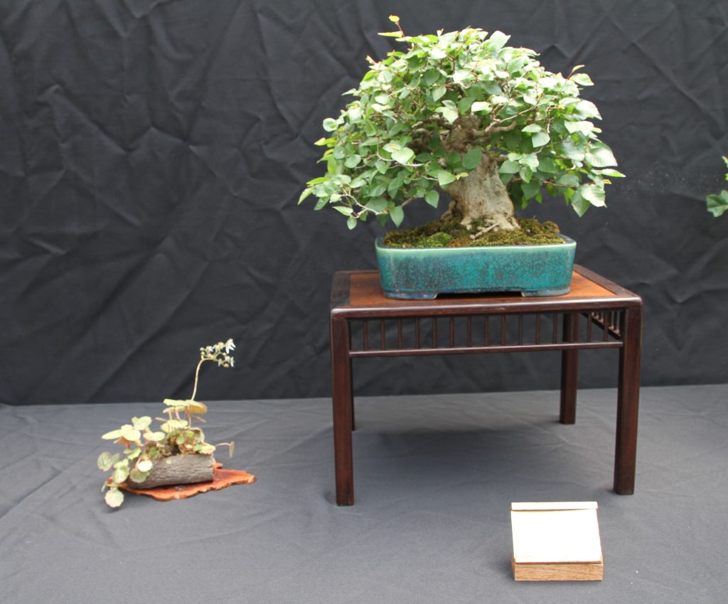 Korean Hornbeam