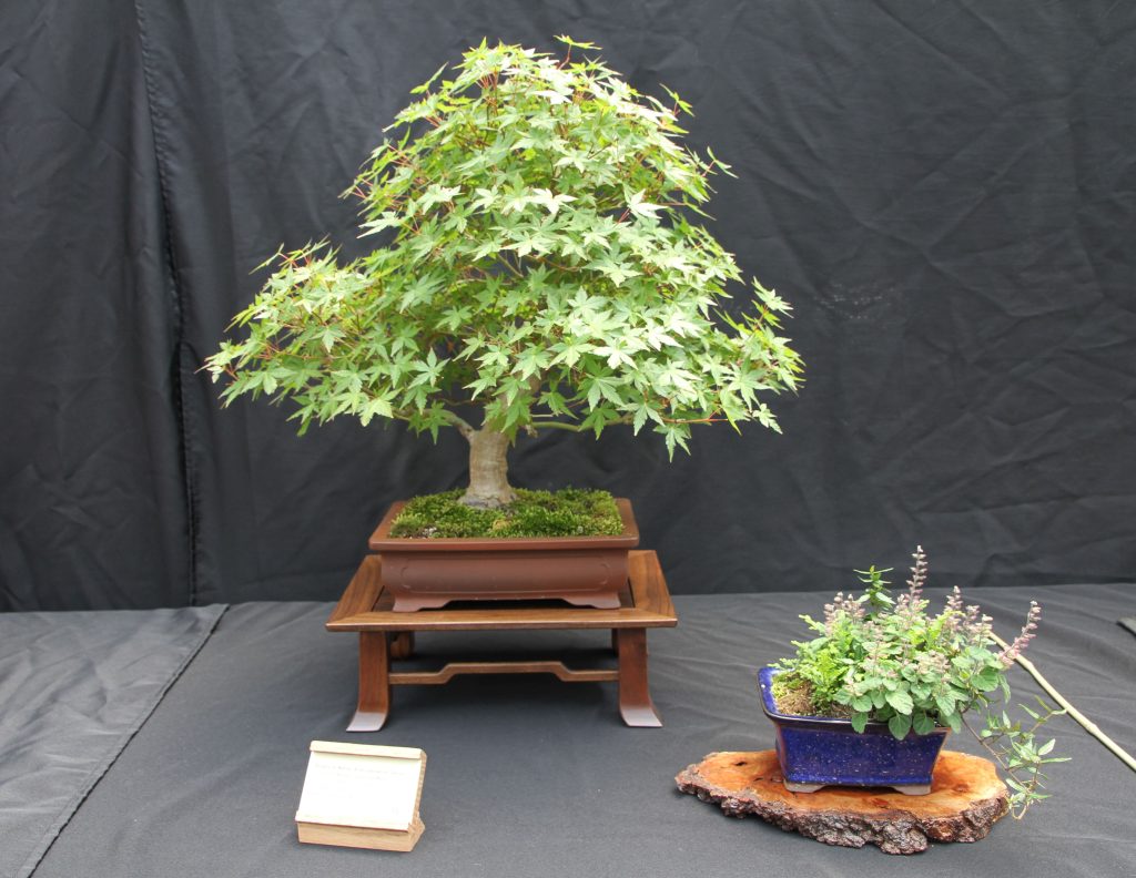 Japanese Maple