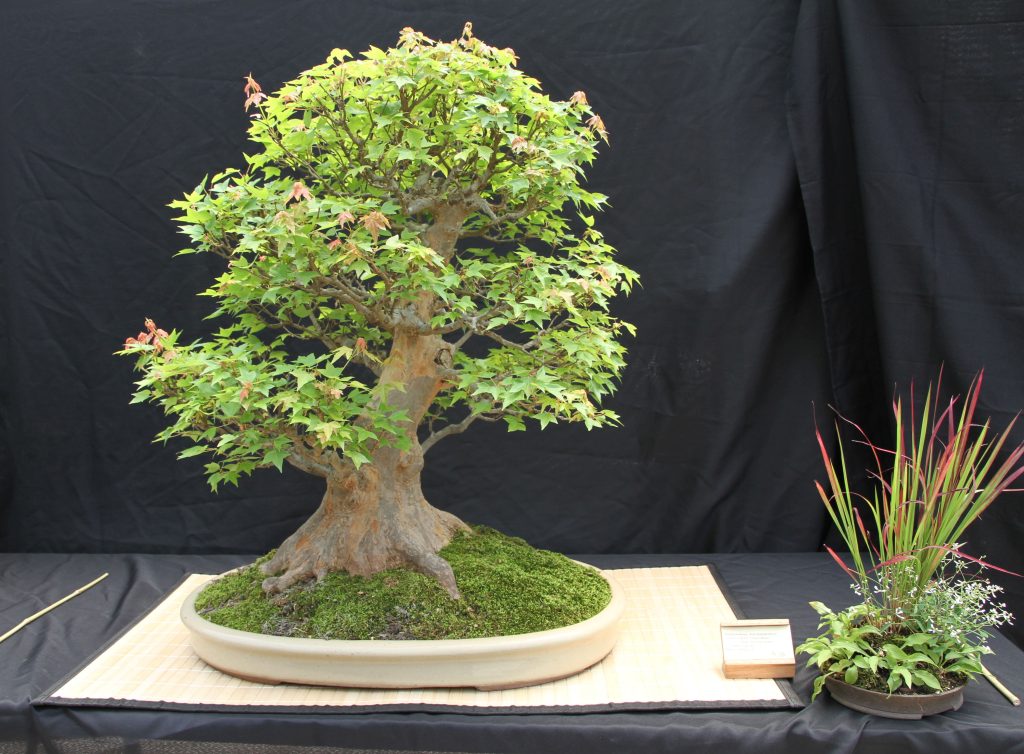 Trident Maple