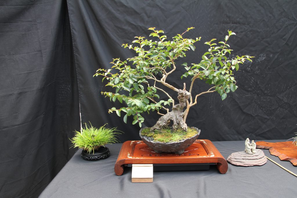 Crepe Myrtle