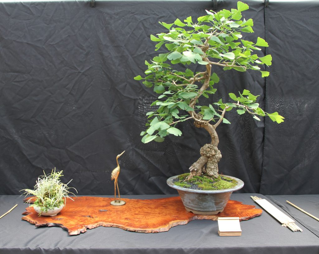 Ginkgo