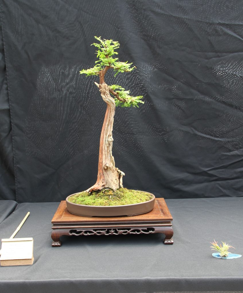 Dawn Redwood