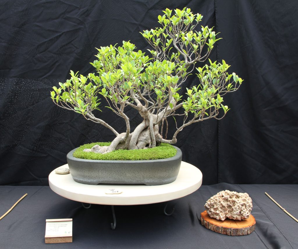 Tiger Bark Ficus