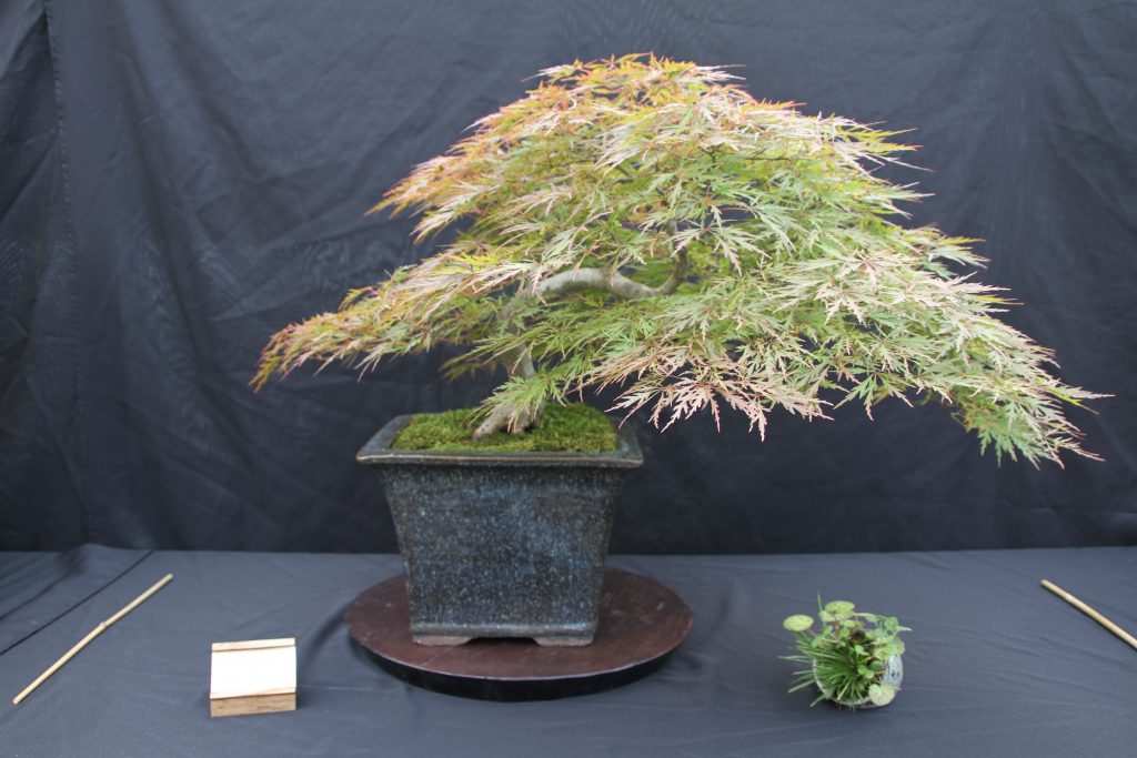 Japanese Maple (Orangeola)