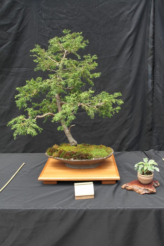 Sitka Cypress