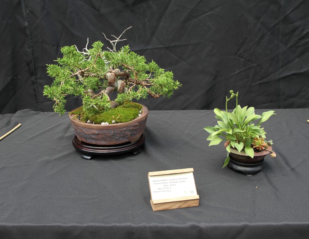Shimpaku Juniper