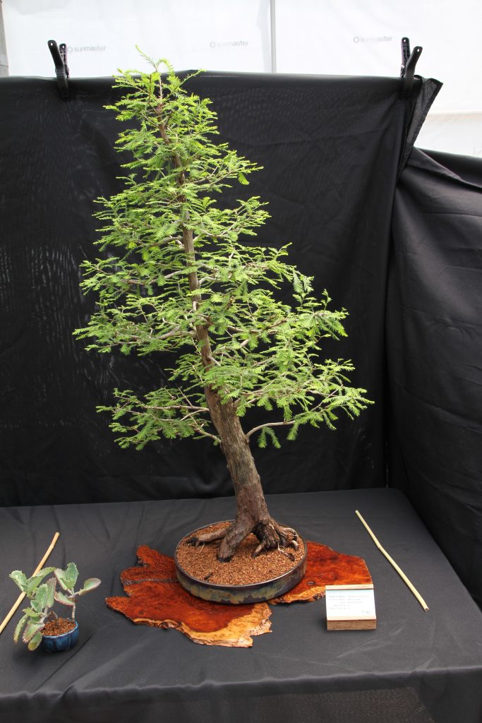 Bald Cypress