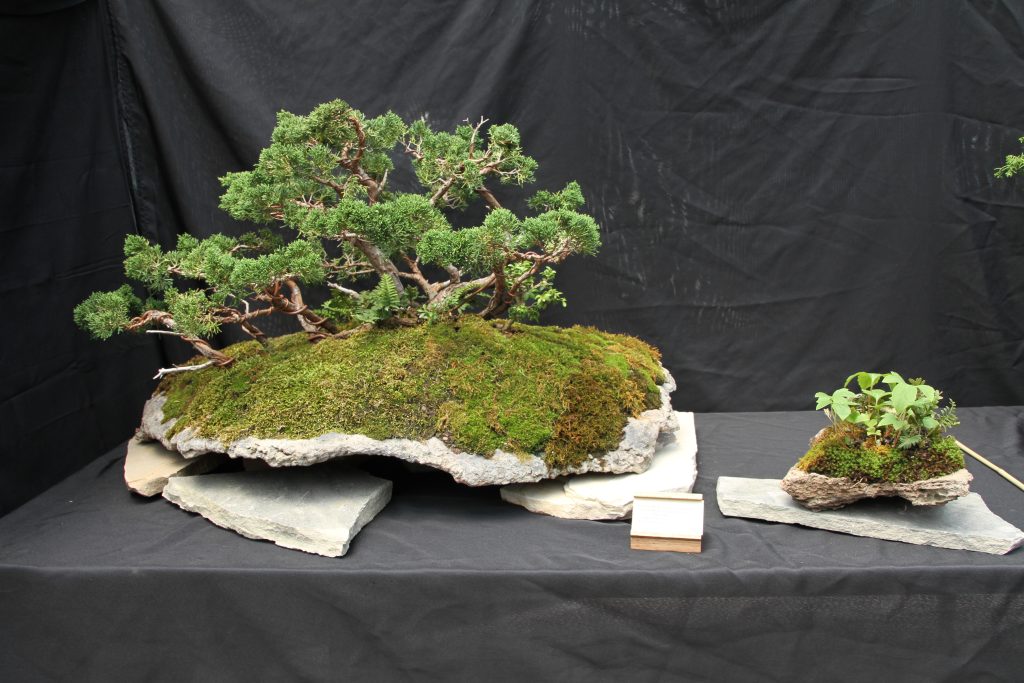 Shimpaku Juniper
