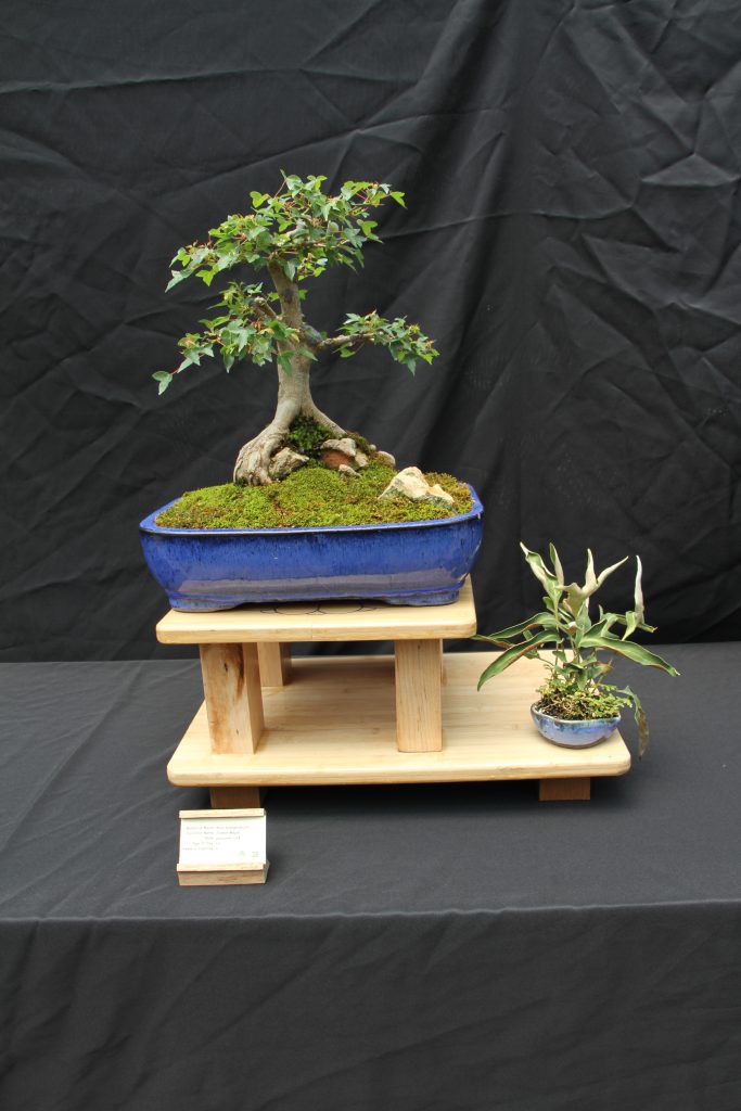 Trident Maple