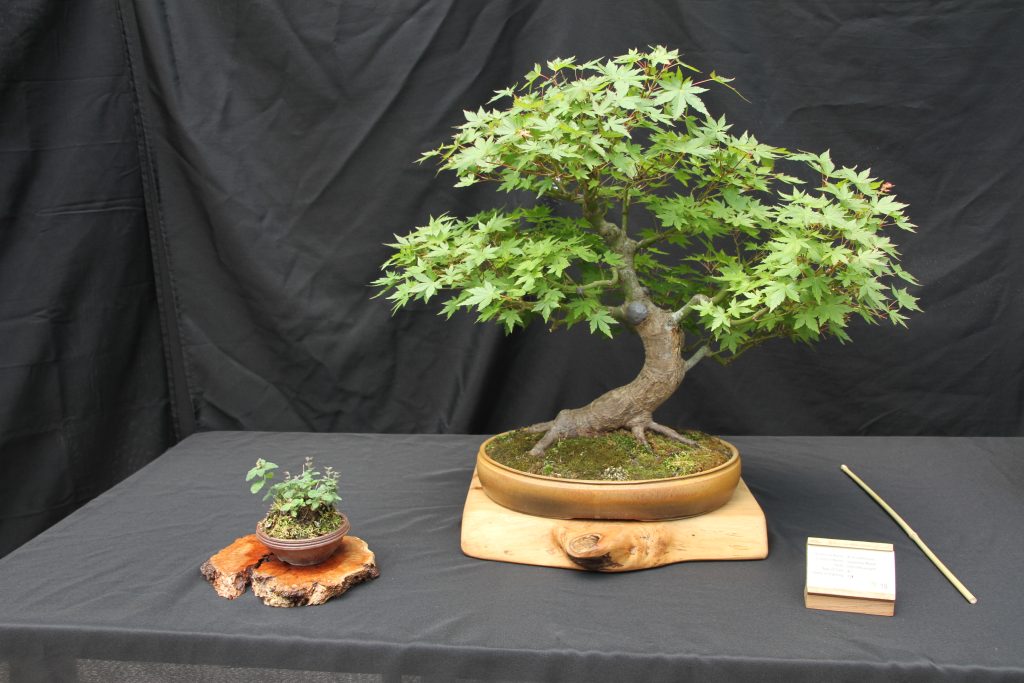 Japanese Maple