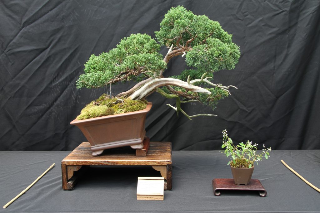 Shimpaku Juniper Itoigawa