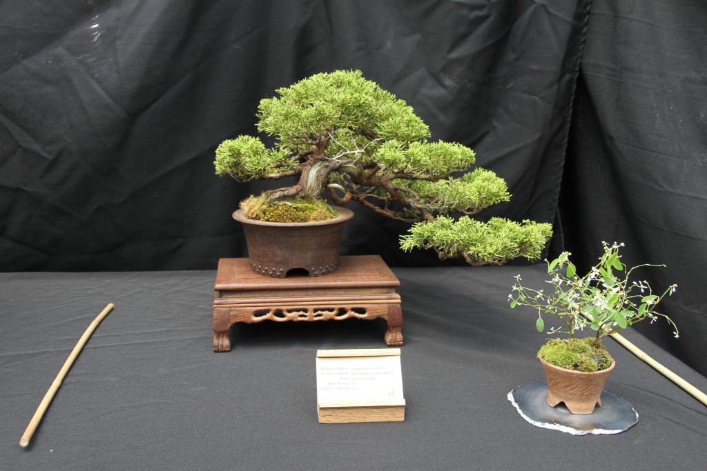 Shimpaku Juniper Kishu