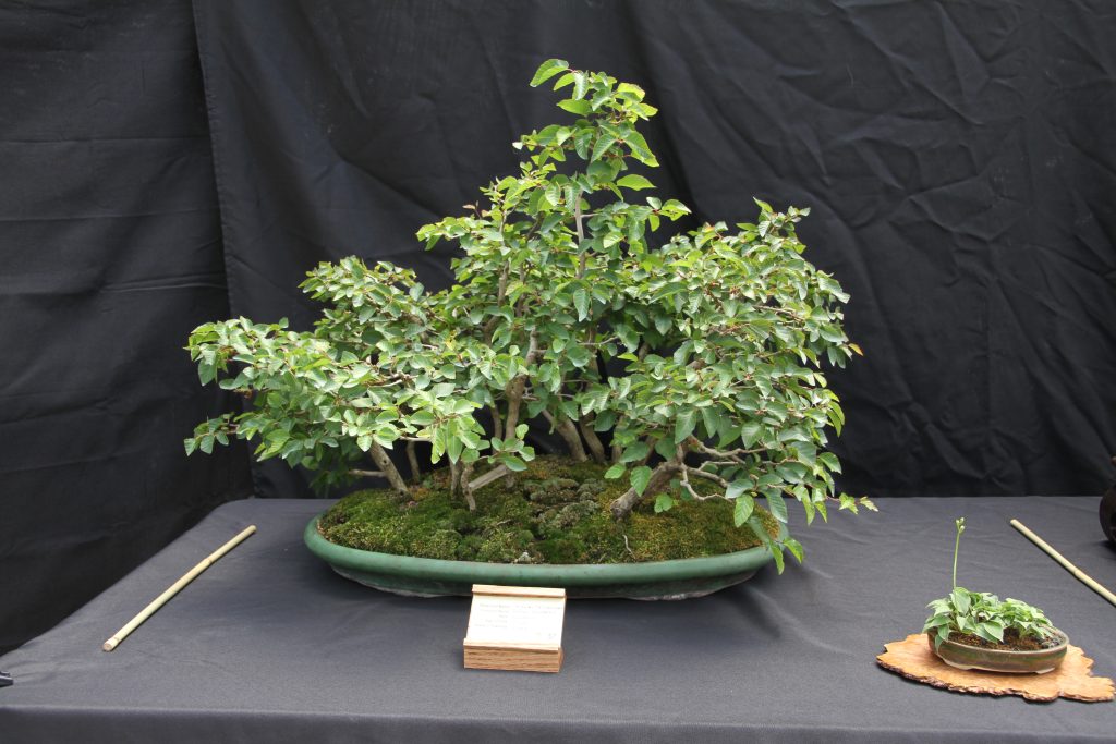 Korean Hornbeam