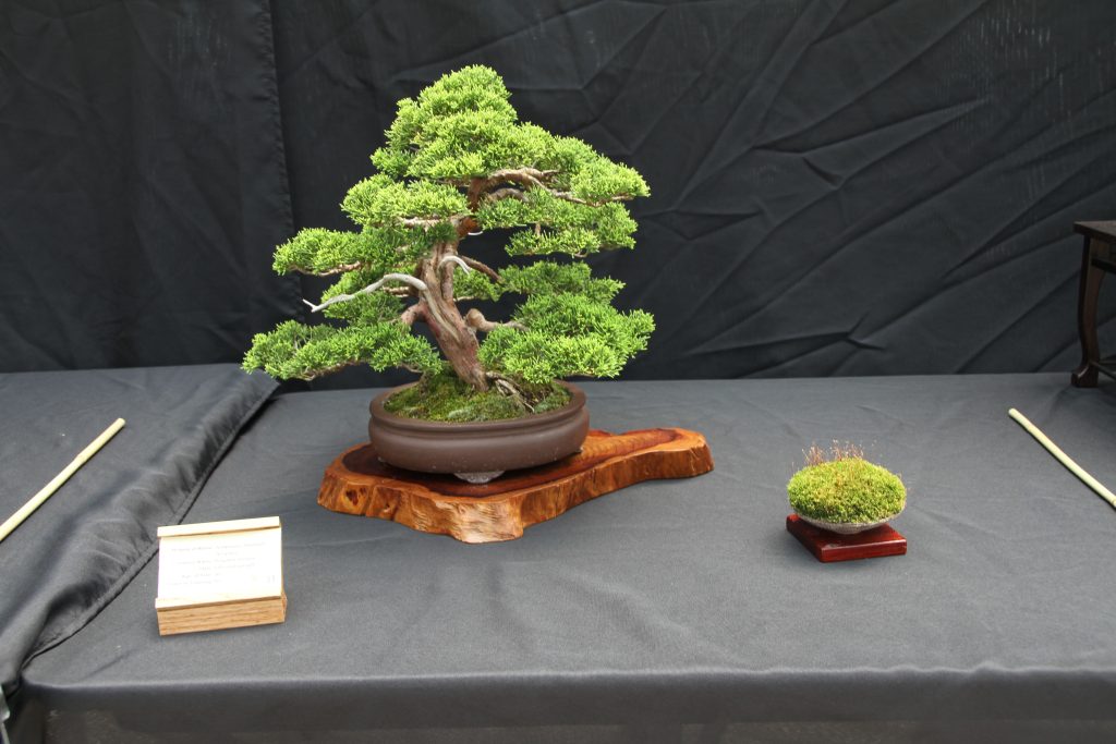 Itoigawa Juniper