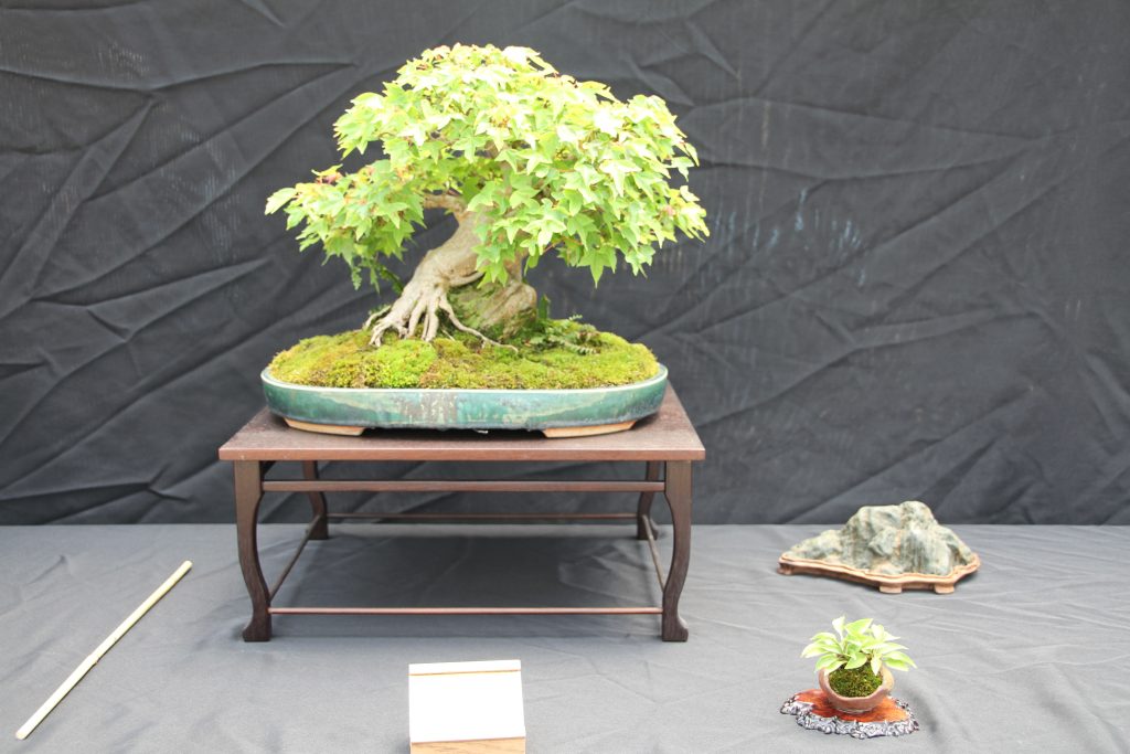 Trident Maple