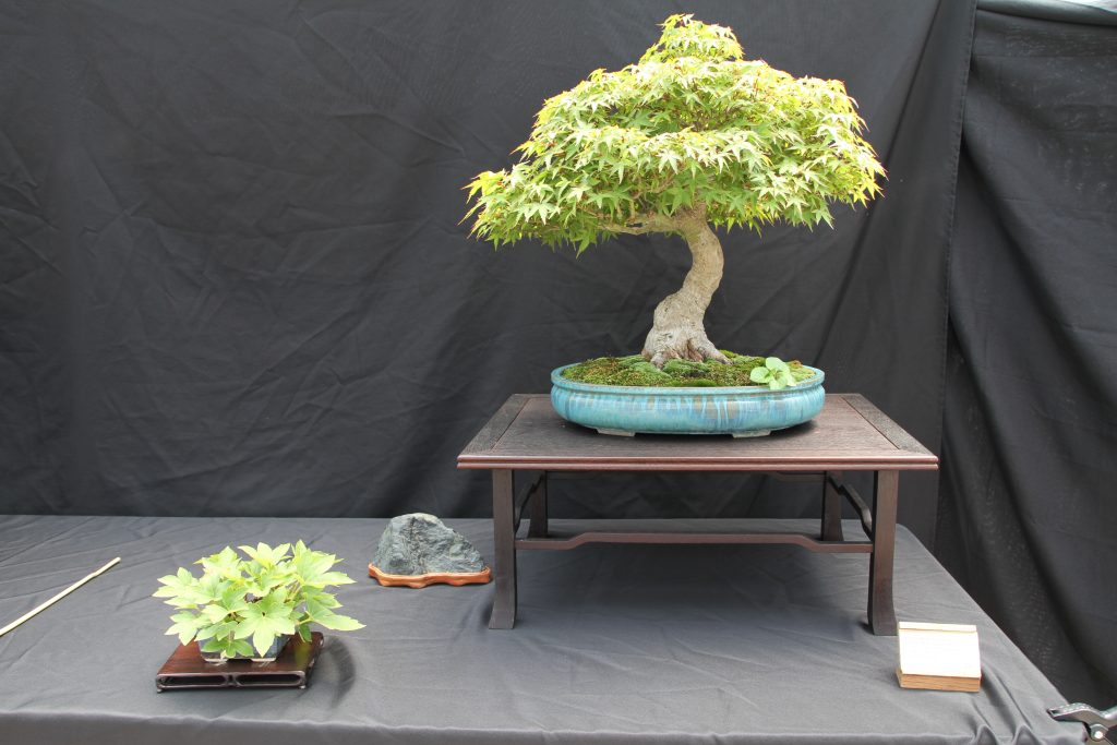 Japanese Maple