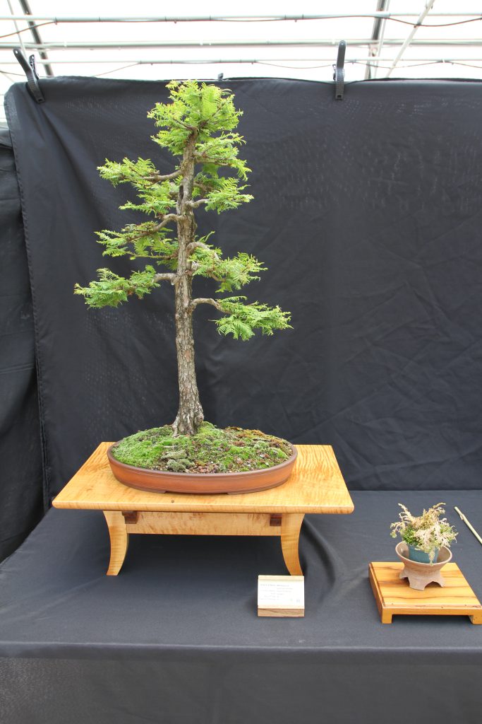 Dawn Redwood