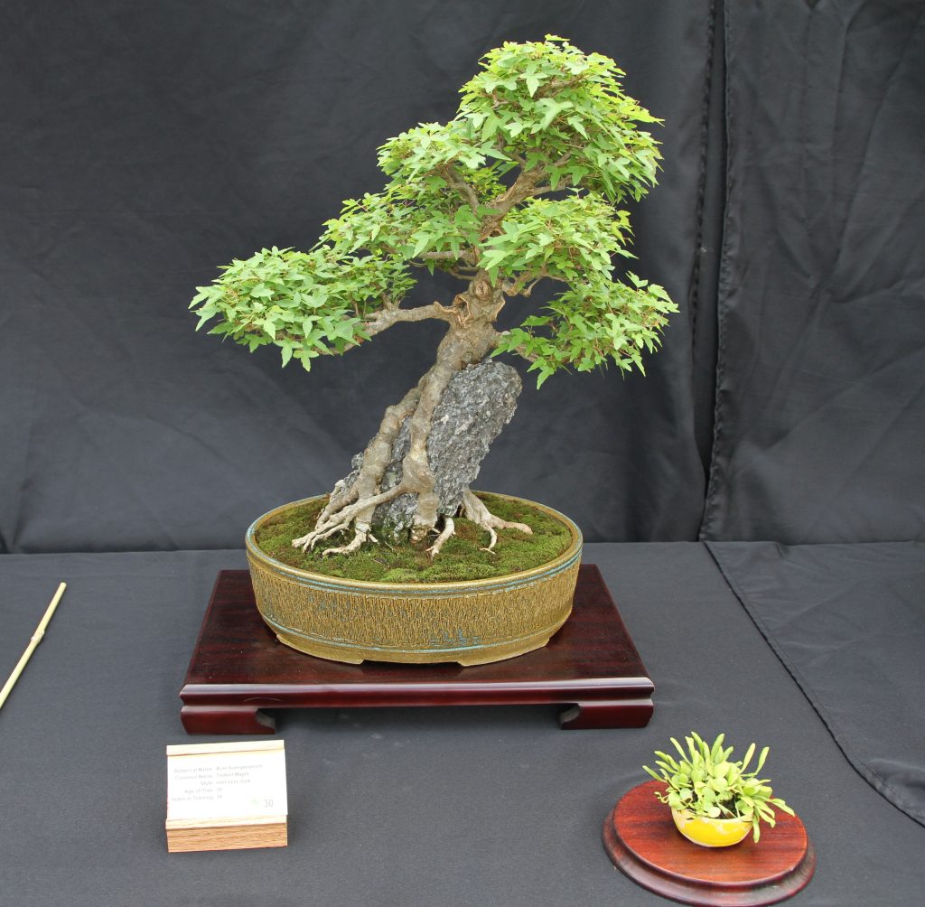 Trident Maple