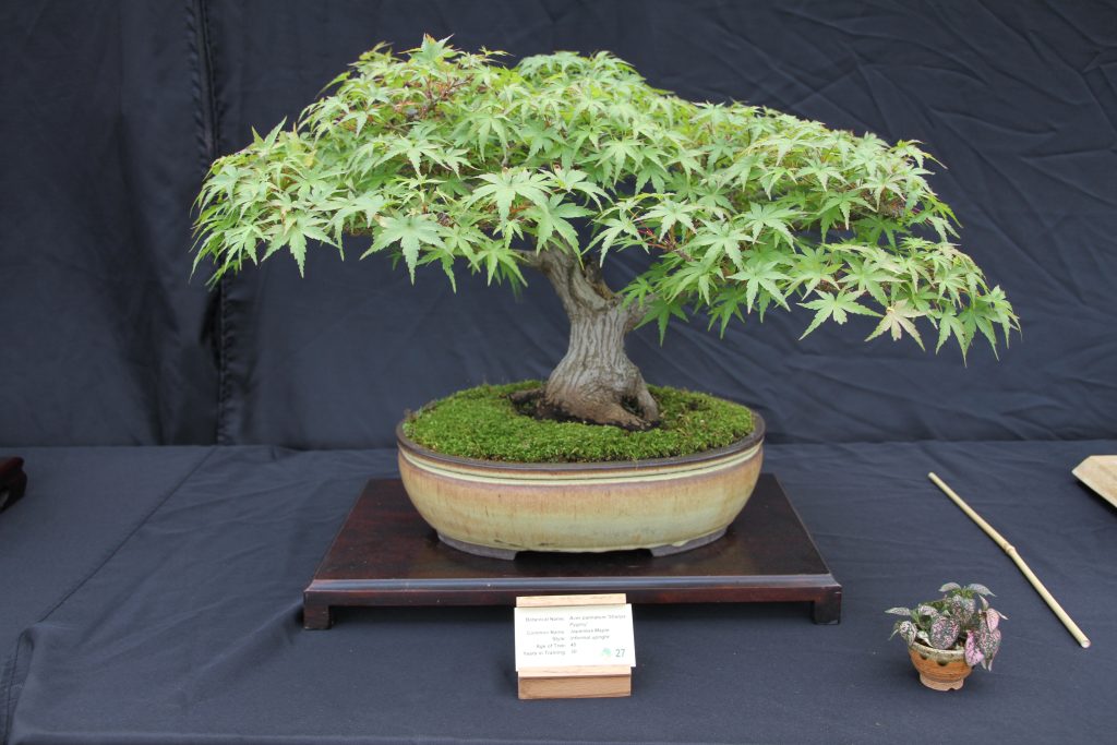 Japanese Maple