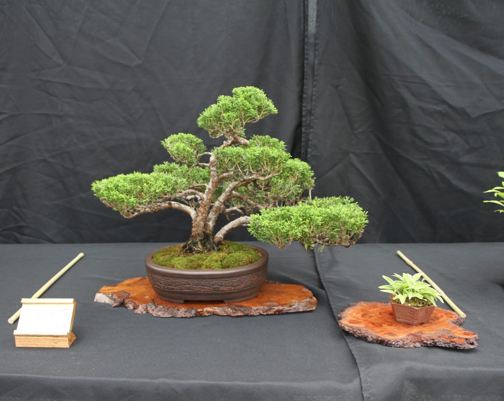 Chinese Juniper