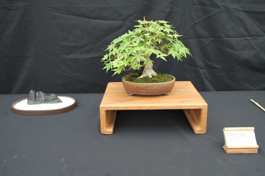 Japanese Maple