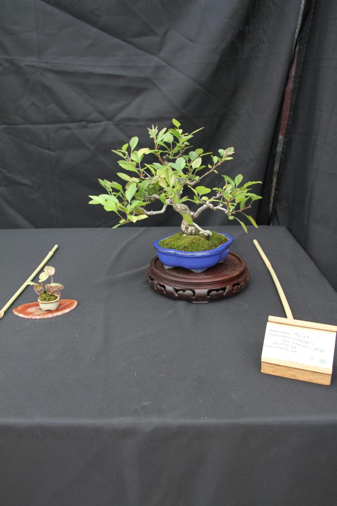 Crabapple